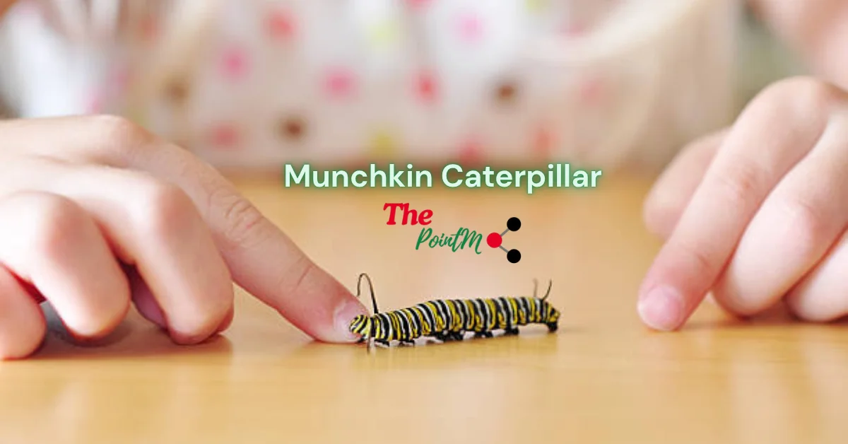 munchkin caterpillar